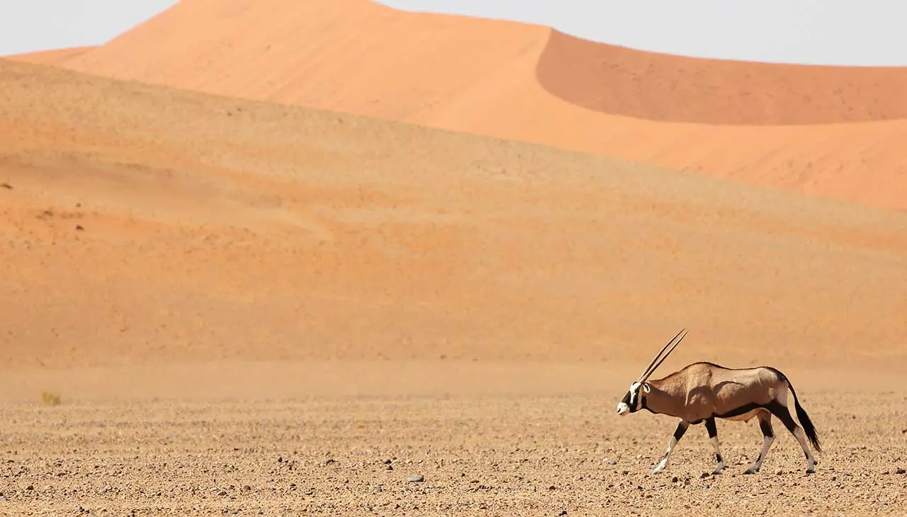 Embark on an Unforgettable Adventure Big Game Hunting in the Kalahari