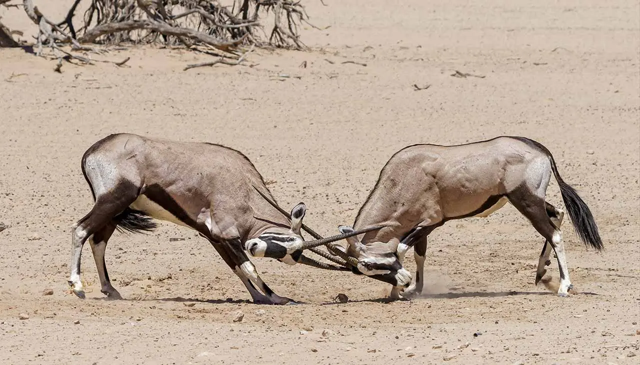 Into the Wild Heart of the Kalahari